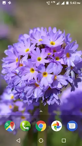 Play APK Macro Wallpaper HD  and enjoy Macro Wallpaper HD with UptoPlay com.myapps.Macro.Wallpaper.HD