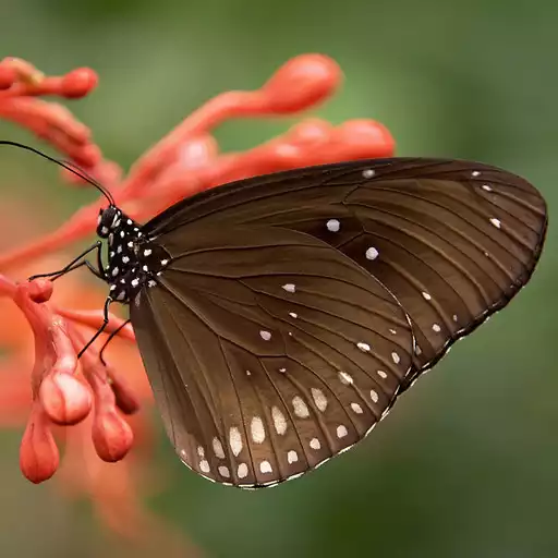 Free play online Macro Wallpaper APK