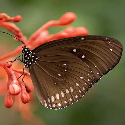 Play Macro Wallpaper APK