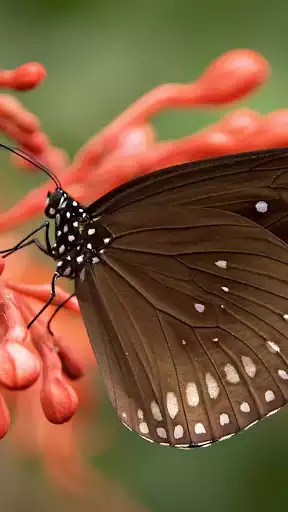 Play Macro Wallpaper as an online game Macro Wallpaper with UptoPlay