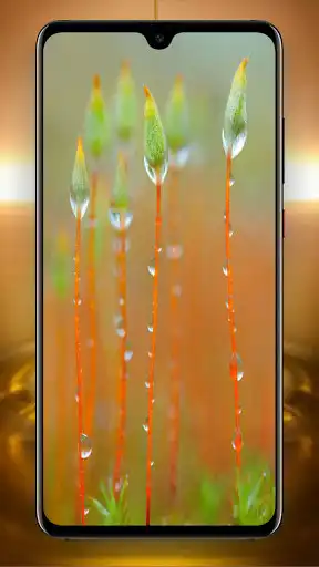 Play Macro Wallpapers as an online game Macro Wallpapers with UptoPlay