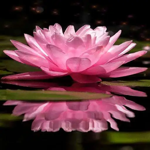 Play Magical Pink Flower LWP APK Play Magical Pink Flower LWP APK