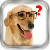 Free play online Magic Ball. Ask the dog APK Free play online Magic Ball. Ask the dog APK