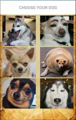Play Magic Ball. Ask the dog