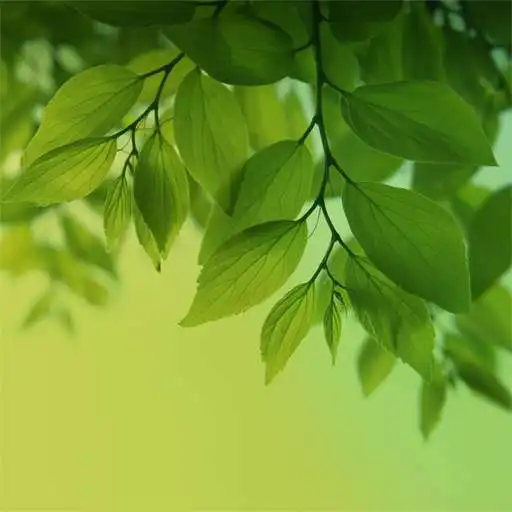 Free play online Magic Leaf Live Wallpaper APK