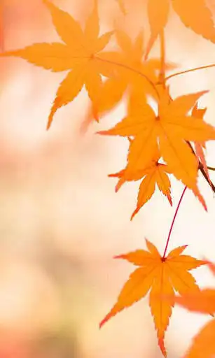 Play Magic Leaf Live Wallpaper