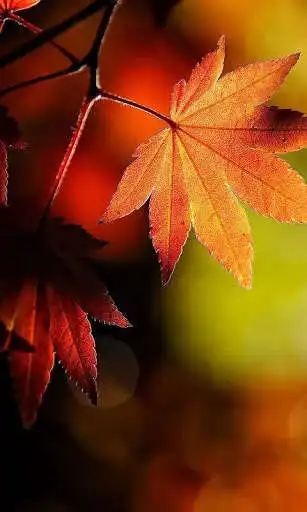 Play Magic Leaf Live Wallpaper