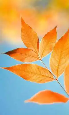 Play Magic Leaf Live Wallpaper