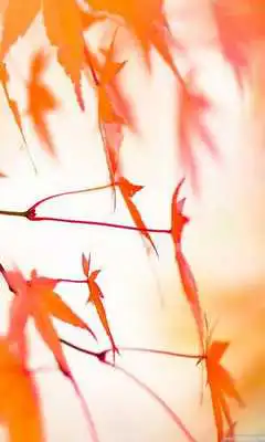 Play Magic Leaf Live Wallpaper