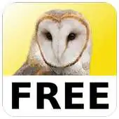 Free play online Magic Owl Free APK Free play online Magic Owl Free APK