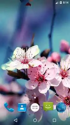 Play Magic Ripple - Blossom LWP