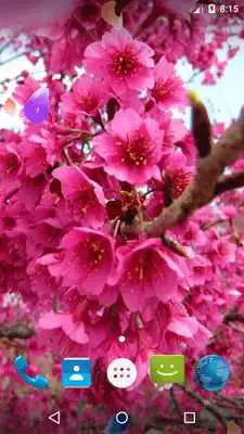 Play Magic Ripple - Blossom LWP