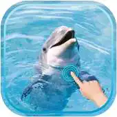Free play online Magic Ripple : Cute Dolphin APK Free play online Magic Ripple : Cute Dolphin APK
