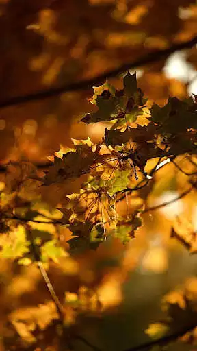 Play Magic touch: Autumn