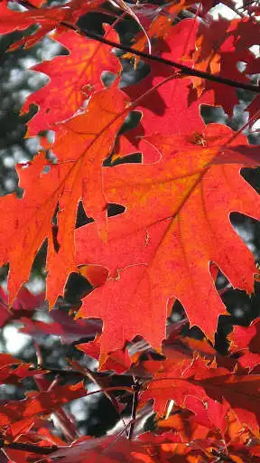Play Magic touch: Autumn