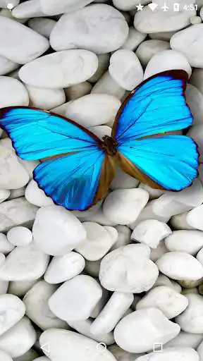 Play Magic Touch: Butterflies Play Magic Touch: Butterflies