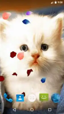 Play Magic Touch - Cute Cat