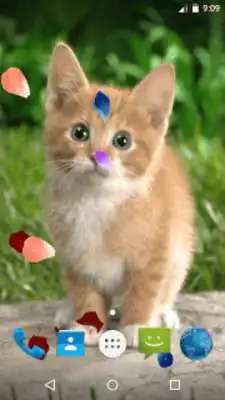 Play Magic Touch - Cute Cat