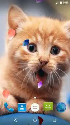 Play Magic Touch - Cute Cat