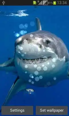 Play Magic Touch Shark Attack LWP