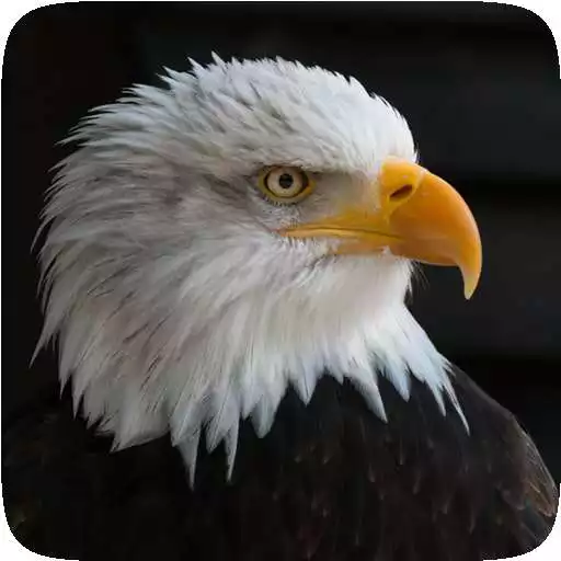 Play Magnificent Animal Wallpapers APK Play Magnificent Animal Wallpapers APK