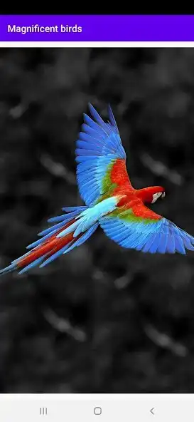 Play Magnificent birds as an online game Magnificent birds with UptoPlay