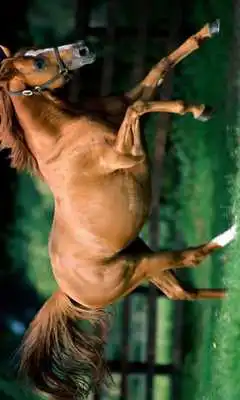 Play Magnificent horses Puzzle
