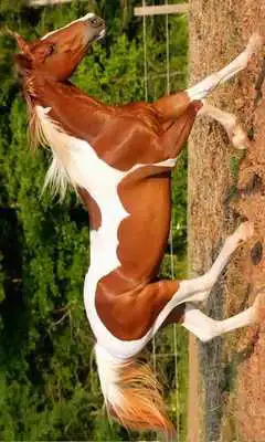 Play Magnificent horses Puzzle