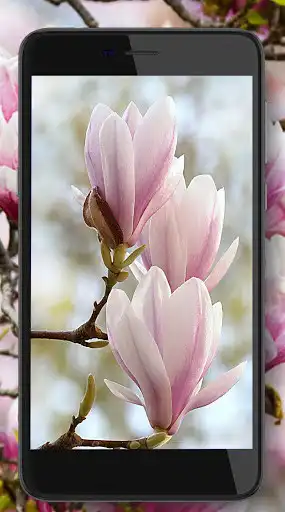 Play magnolia live wallpaper Play magnolia live wallpaper