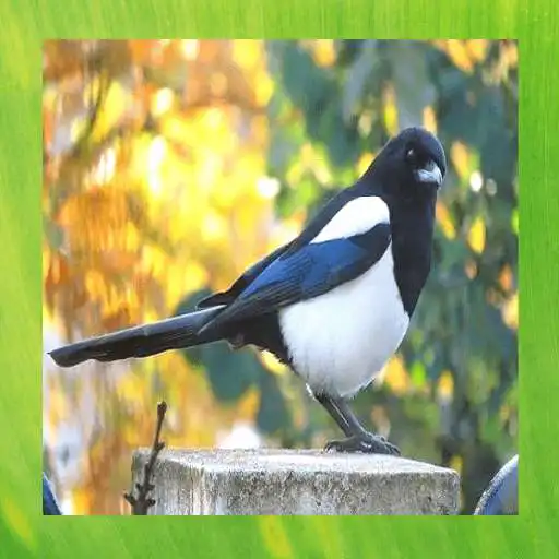 Play Magpie Bird Pictures APK