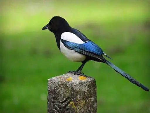 Play Magpie Bird Pictures and enjoy Magpie Bird Pictures with UptoPlay Play Magpie Bird Pictures and enjoy Magpie Bird Pictures with UptoPlay