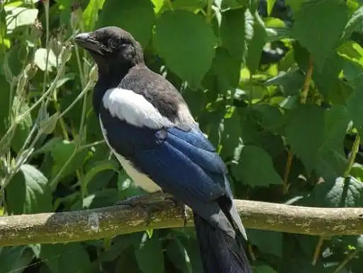 Play Magpie Bird Pictures as an online game online Magpie Bird Pictures with UptoPlay com.nanchosapps.magpiebird Play Magpie Bird Pictures as an online game Magpie Bird Pictures with UptoPlay