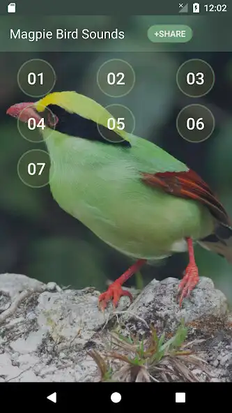 Play Magpie Bird Sounds  and enjoy Magpie Bird Sounds with UptoPlay