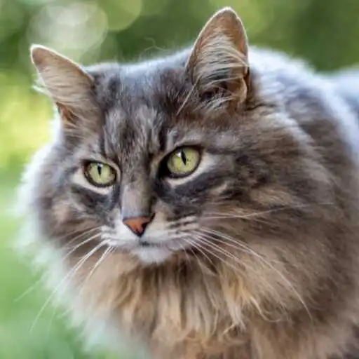 Play Maine Coon Wallpaper APK