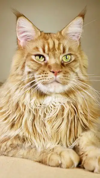 Play Maine Coon Wallpaper and enjoy Maine Coon Wallpaper with UptoPlay Play Maine Coon Wallpaper and enjoy Maine Coon Wallpaper with UptoPlay