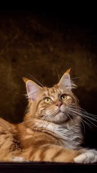 Play Maine Coon Wallpaper as an online game online Maine Coon Wallpaper with UptoPlay Play Maine Coon Wallpaper as an online game Maine Coon Wallpaper with UptoPlay