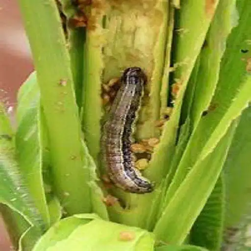 Play Maize FAW APK Play Maize FAW APK
