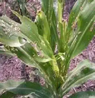 Play Maize FAW as an online game Maize FAW with UptoPlay
