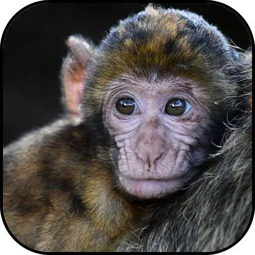 Play Makkah wallpapers APK