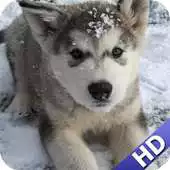Free play online Malamute Wallpaper APK