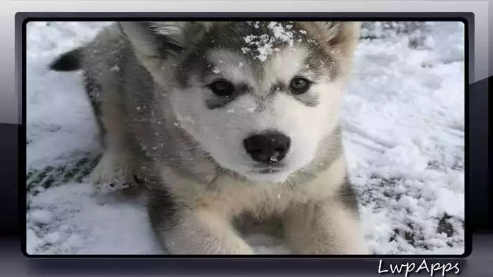 Play Malamute Wallpaper