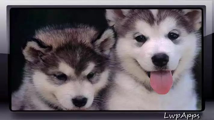 Play Malamute Wallpaper