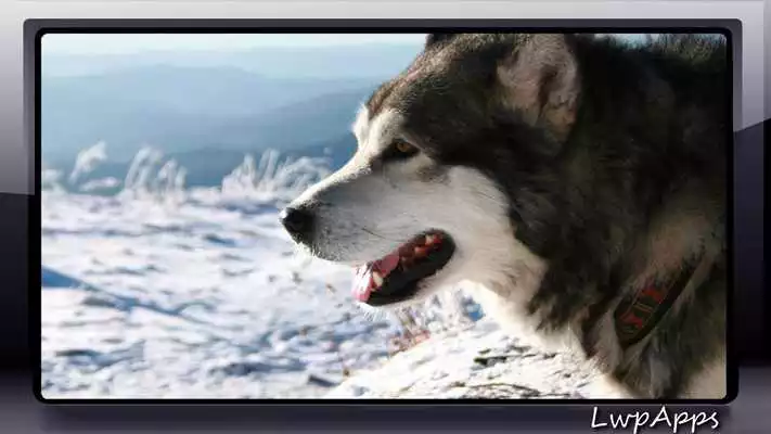 Play Malamute Wallpaper