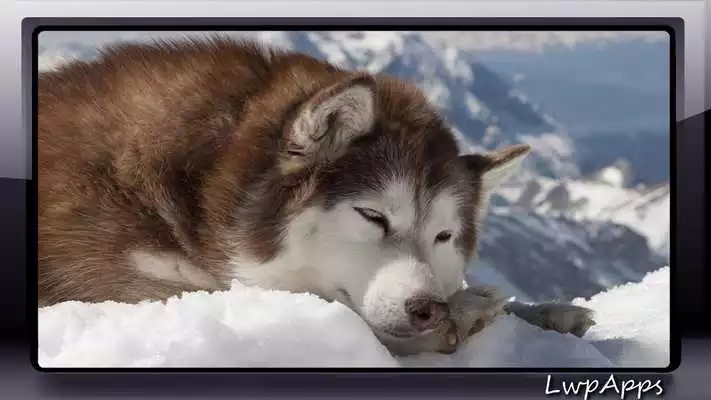 Play Malamute Wallpaper