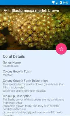 Play MalDiving Coral Edition Play MalDiving Coral Edition