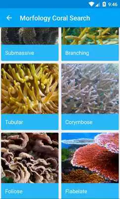 Play MalDiving Coral Edition Play MalDiving Coral Edition