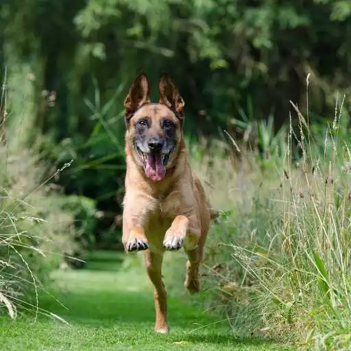 Play Malinois Wallpaper APK