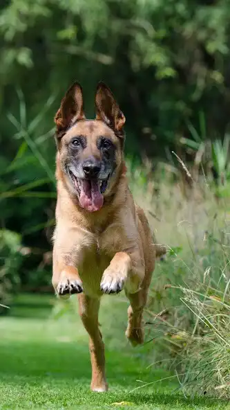 Play Malinois Wallpaper and enjoy Malinois Wallpaper with UptoPlay Play Malinois Wallpaper and enjoy Malinois Wallpaper with UptoPlay