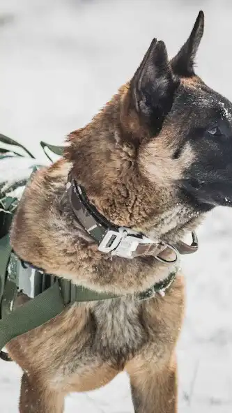 Play Malinois Wallpaper as an online game online Malinois Wallpaper with UptoPlay Play Malinois Wallpaper as an online game Malinois Wallpaper with UptoPlay