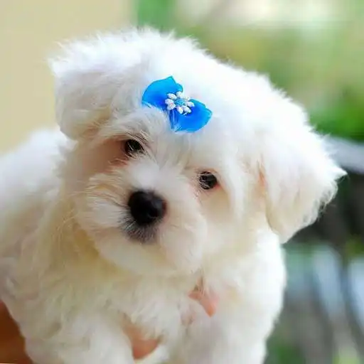 Play Maltese Dogs Wallpapers APK